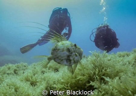 John Dory with divers in the back ground by Peter Blacklock 
