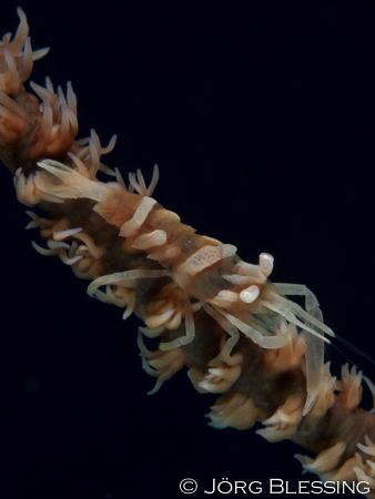 Whipcoral shrimp well camouflaged by Joerg Blessing 