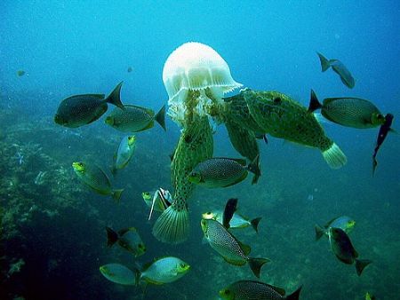Scribbled filefish, rabbit fish and an odd bannerfish con... by Dawn Watson 