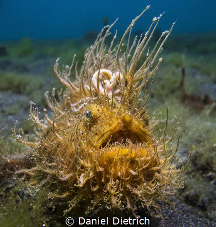 Hairy Froggy by Daniel Dietrich 