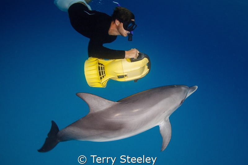 'Fun in the sea', 
Dolphin, Bahamas
—
Subal underwater... by Terry Steeley 