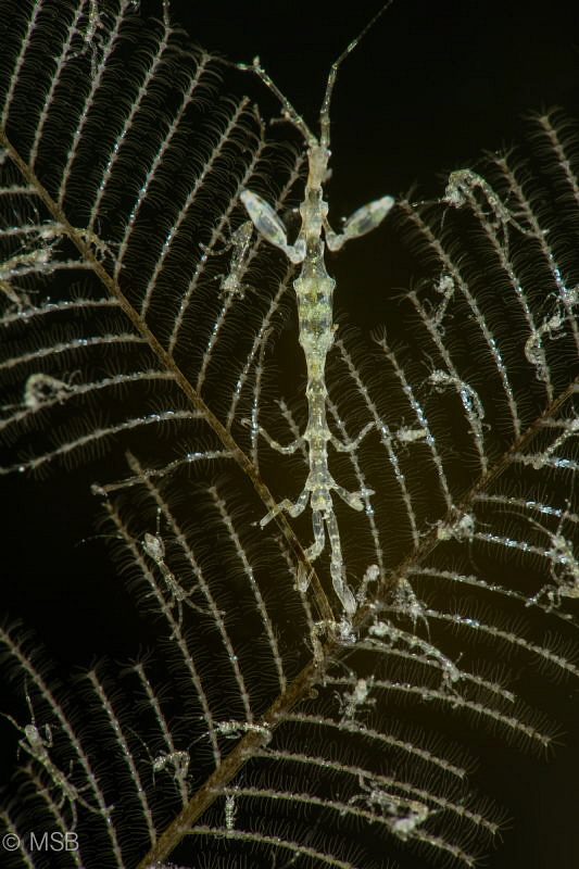 Skeleton shrimp family living in the cave. by Mehmet Salih Bilal 