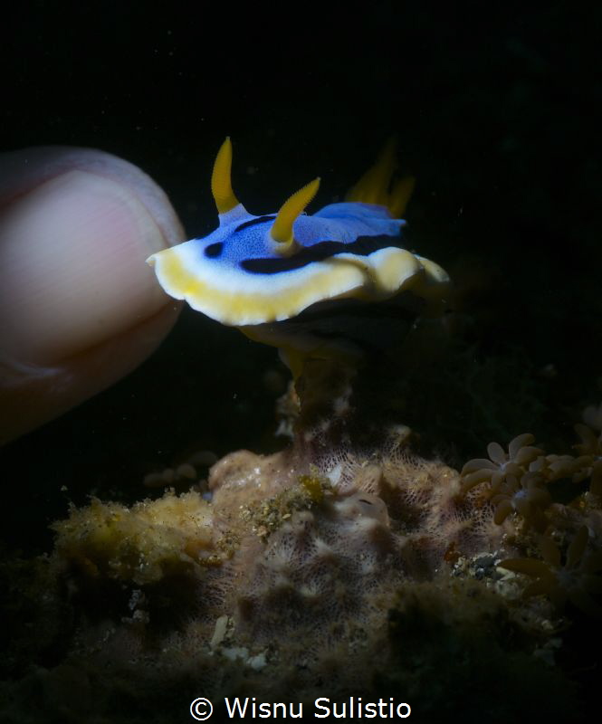 nudibranch at lembeh, using snoot by Wisnu Sulistio 