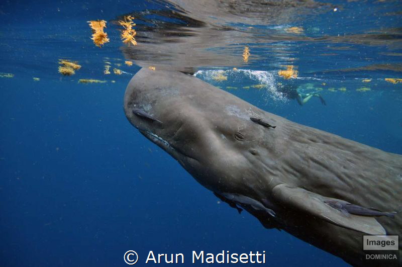 coming for air by Arun Madisetti 