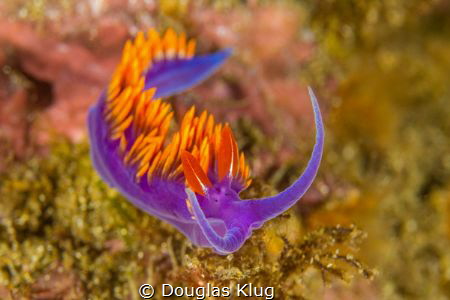 The eyes have it.  A ubiquitous Spanish shawl nudibranch ... by Douglas Klug 