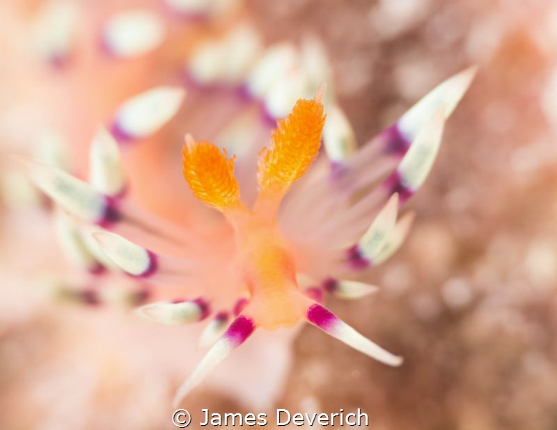 Flabellina exoptata by James Deverich 