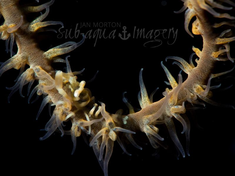 Riding the Whip
Whip Coral Shrimp on a Whip Swing by Jan Morton 