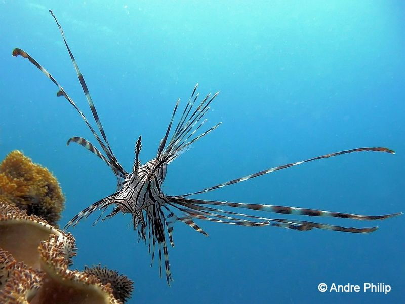 "Approach to intercept" - The imposing lionfish
Moalboal... by Andre Philip 