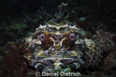 Crocodilefish by Daniel Dietrich 
