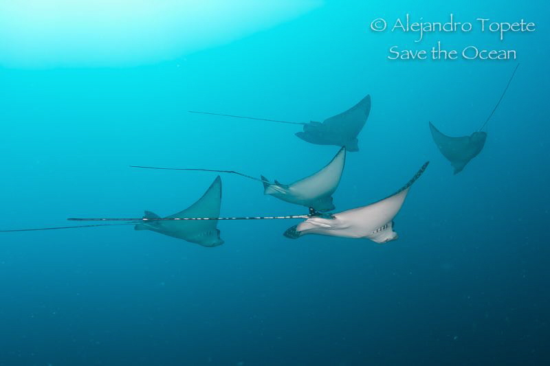 Group o Eagle Rays,Roca  La Cagada Acapulco Mexico
 by Alejandro Topete 