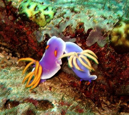 Chromodoris bullockis doing what comes naturally! by Alex Lim 