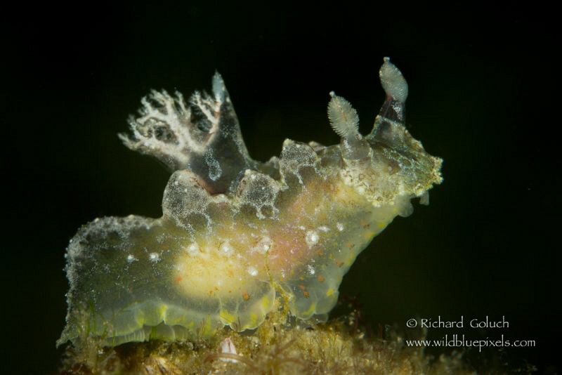 Nudi Plocamopherus Ceylonicus-Anilao,Phillippines by Richard Goluch 