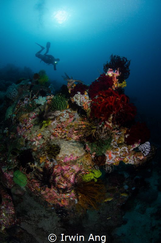 A L I V E
Coral reef & Diver
Puerto Galera, Philippines... by Irwin Ang 