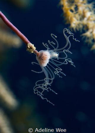 "Like a flower swaying in the wind" - Soft lighting on a ... by Adeline Wee 