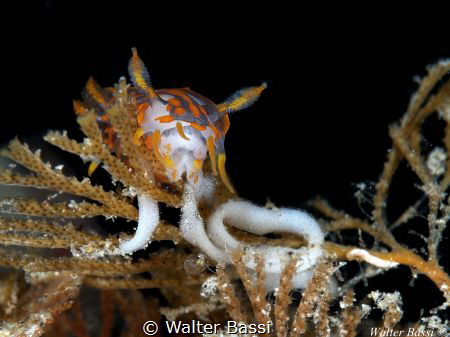Policemare quadrilineata whit eggs by Walter Bassi 