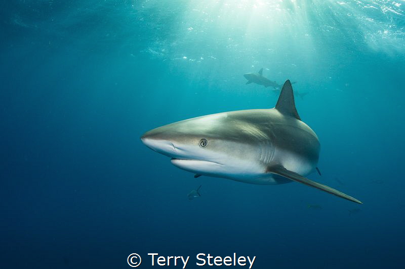 'Caribbean reef shark in the dapple light'
Fish Tales, B... by Terry Steeley 