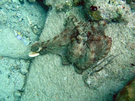 Octopus feeding on a snail on a valley wall off of George... by Dave Nowakowski 