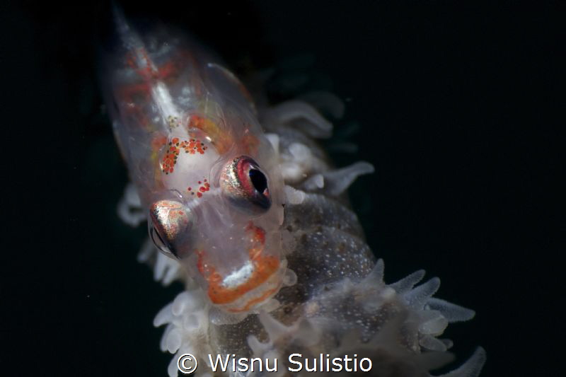 whip goby by Wisnu Sulistio 