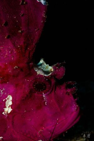 Purple leaf scorpionfish, Taenianotus triacanthus - Mayotte by Takma Lherminier 