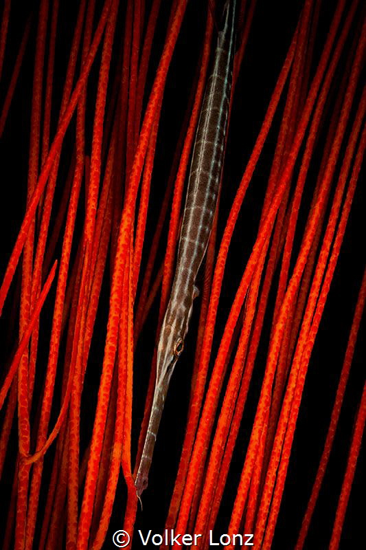 Trumpetfish in gorgonia by Volker Lonz 