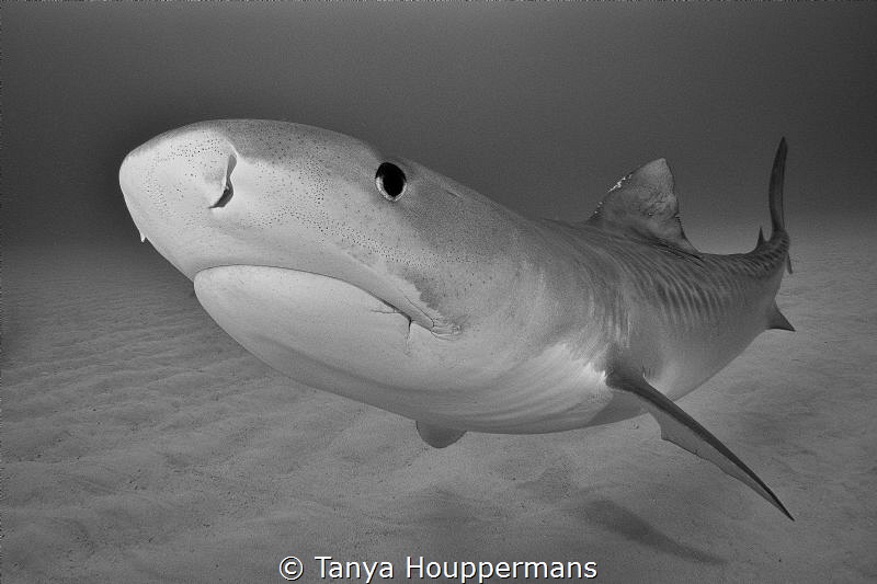 Ethereal
A graceful tiger shark appears to hover over th... by Tanya Houppermans 