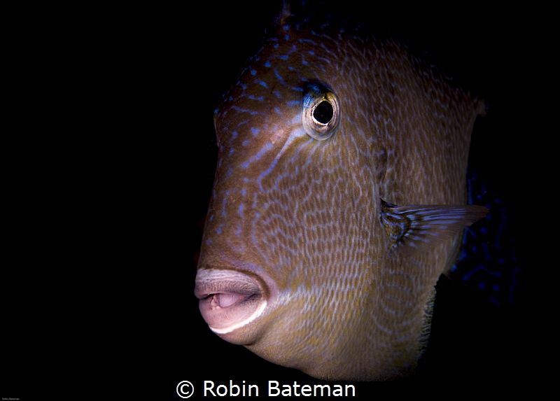 My Space
This Spunky guy was not happy I intruded on his... by Robin Bateman 