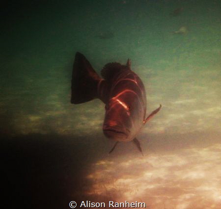 What YOU looking at?!!!! by Alison Ranheim 