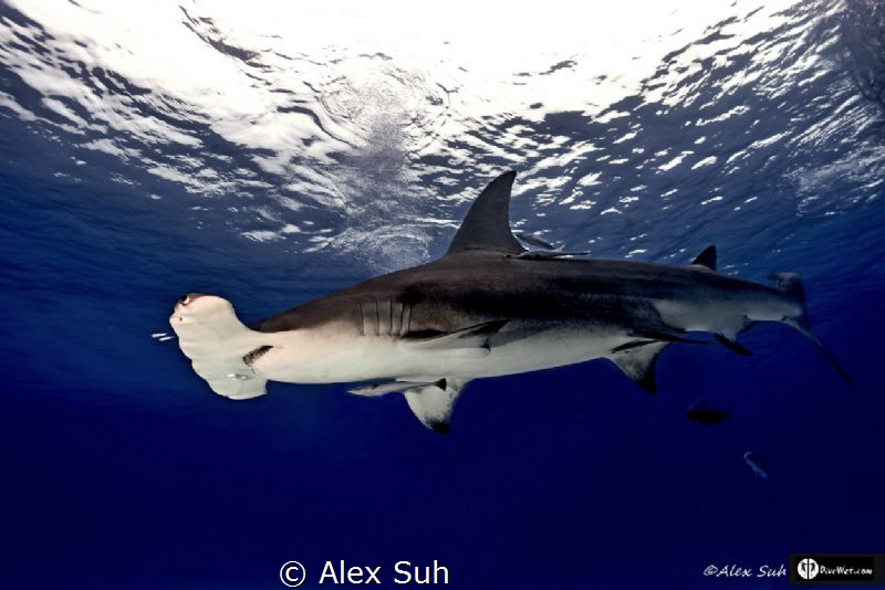 Hammerhead Up Above by Alex Suh 