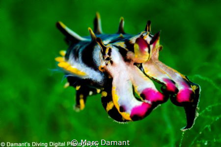 Sometimes a algae growth means for better backgrounds as ... by Marc Damant 