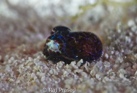 Bobtail Squid by Raj Prasad 