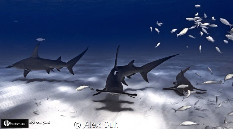 "3 Amigos" (2 Hammers & Nurse Shark) by Alex Suh 