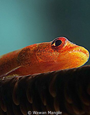 Goby Fish by Wawan Mangile 