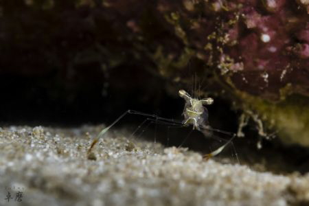 Shrimp by Takma Lherminier 