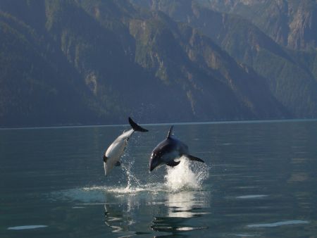Picture taken about 10 km West of Bella Coola, on the Wes... by Dan Lowndes 