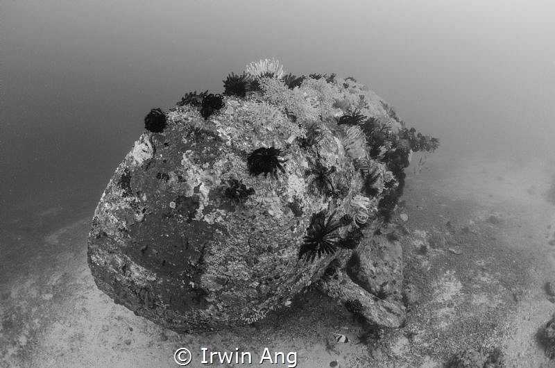 W R E C K
Puerto Galera, Philippines. October 2014 by Irwin Ang 