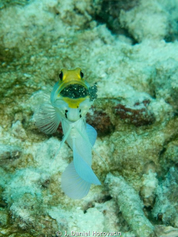 Yellowhead Jawfish. Spent some time and a number of dives... by J. Daniel Horovatin 