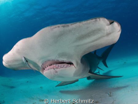 Big Hammer by Herbert Schmitz 