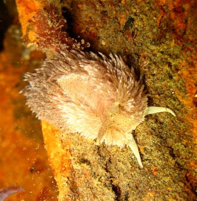 Shaggy Mouse Nudibranch. Night Dive at Redonde Beach Wash... by Timothy Lamb 