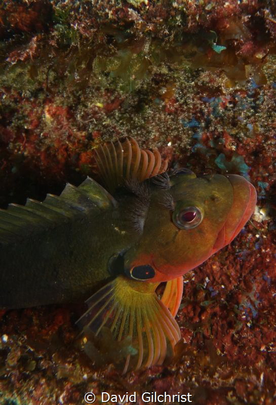 Hairy Blenny species by David Gilchrist 