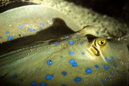 Blue spotted ray at rest by Eddy Van Lier 