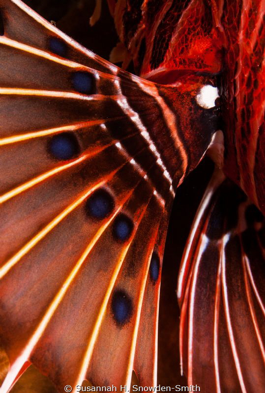 Abstract
Similan Islands by Susannah H. Snowden-Smith 