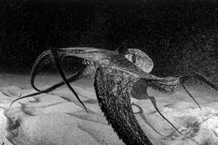 ~ Octo Tango ~ by Geo Cloete 