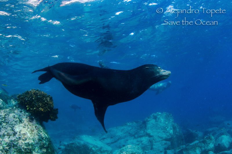 Male Sea Lion in Blue, La Paz Mexico by Alejandro Topete 