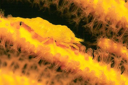 Balssia gasti. This is a small shrimp living on gorgonia.... by Arthur Telle Thiemann 