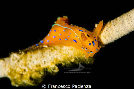 [:b:]Thecacera elegans[:/b:] by Francesco Pacienza 