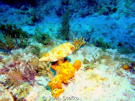 Puffer by John Stofko 