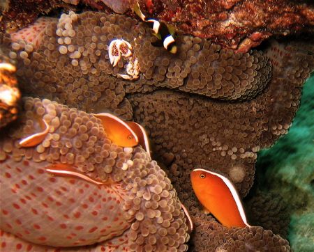 Community anemone! by Alex Lim 