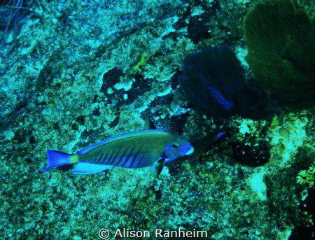 Electric Fish! by Alison Ranheim 