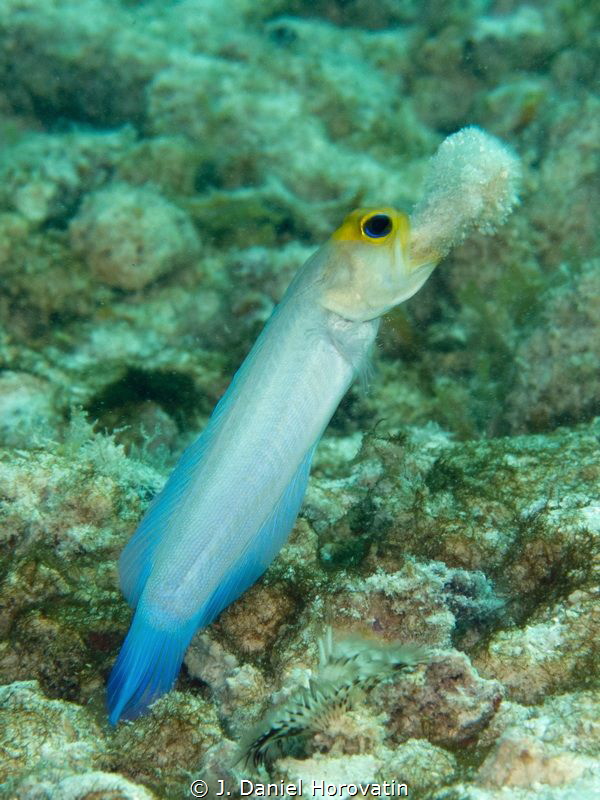 Yellowhead jawfish clearing sand from its tunnel. by J. Daniel Horovatin 