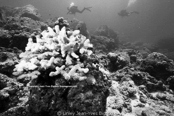 Coin de Mire/Gunners Point
Linley Jean-Yves Bignoux by Linley Jean-Yves Bignoux 